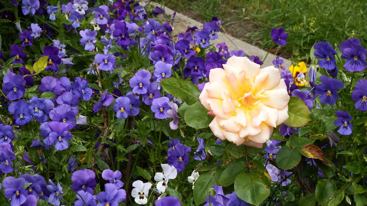 yellow rose purple free photo