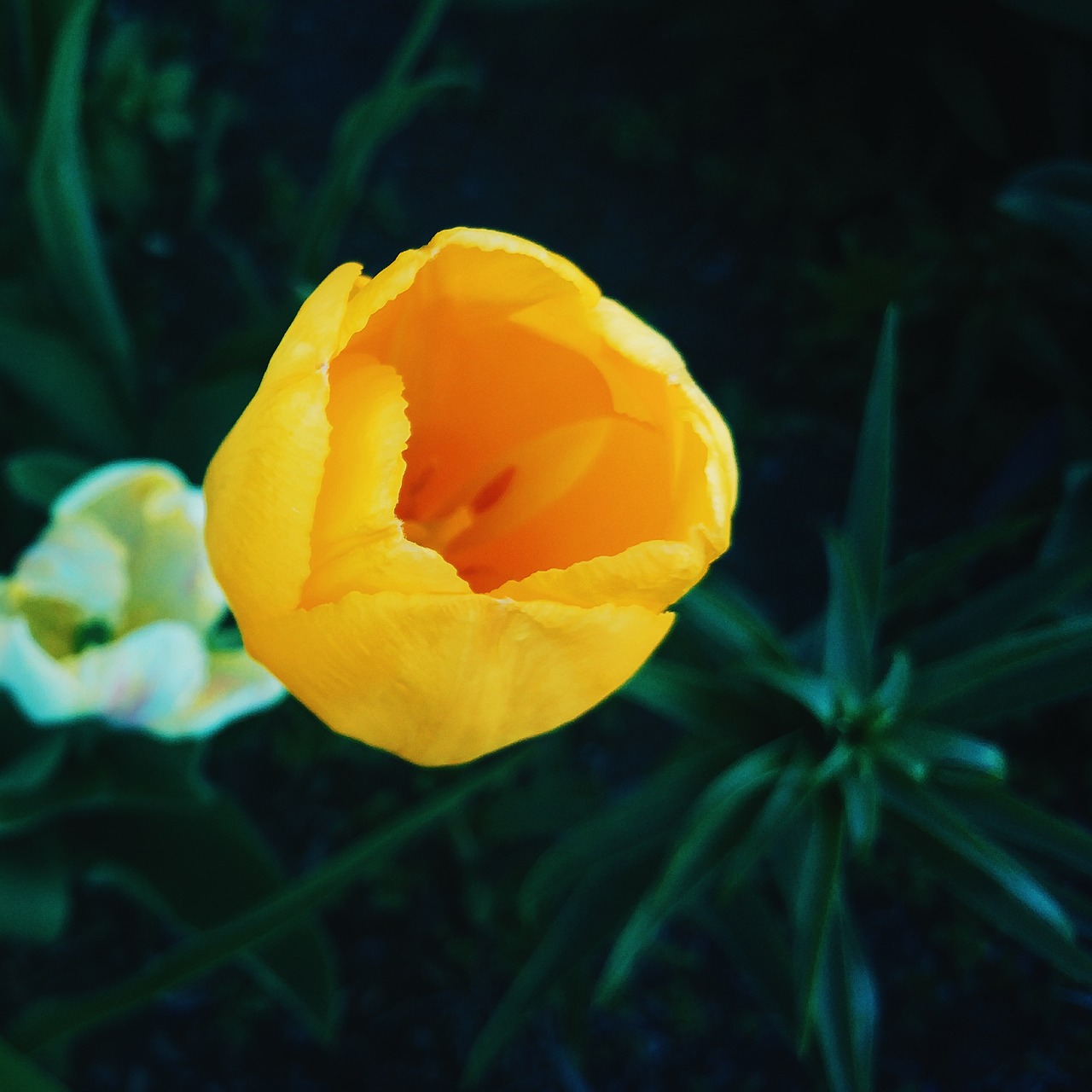 yellow white flower free photo