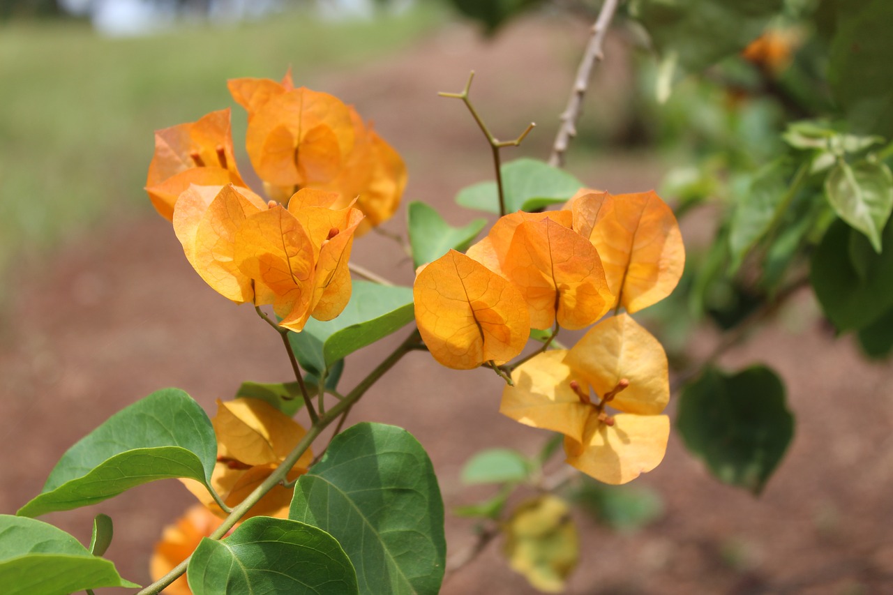 yellow flowers nature free photo