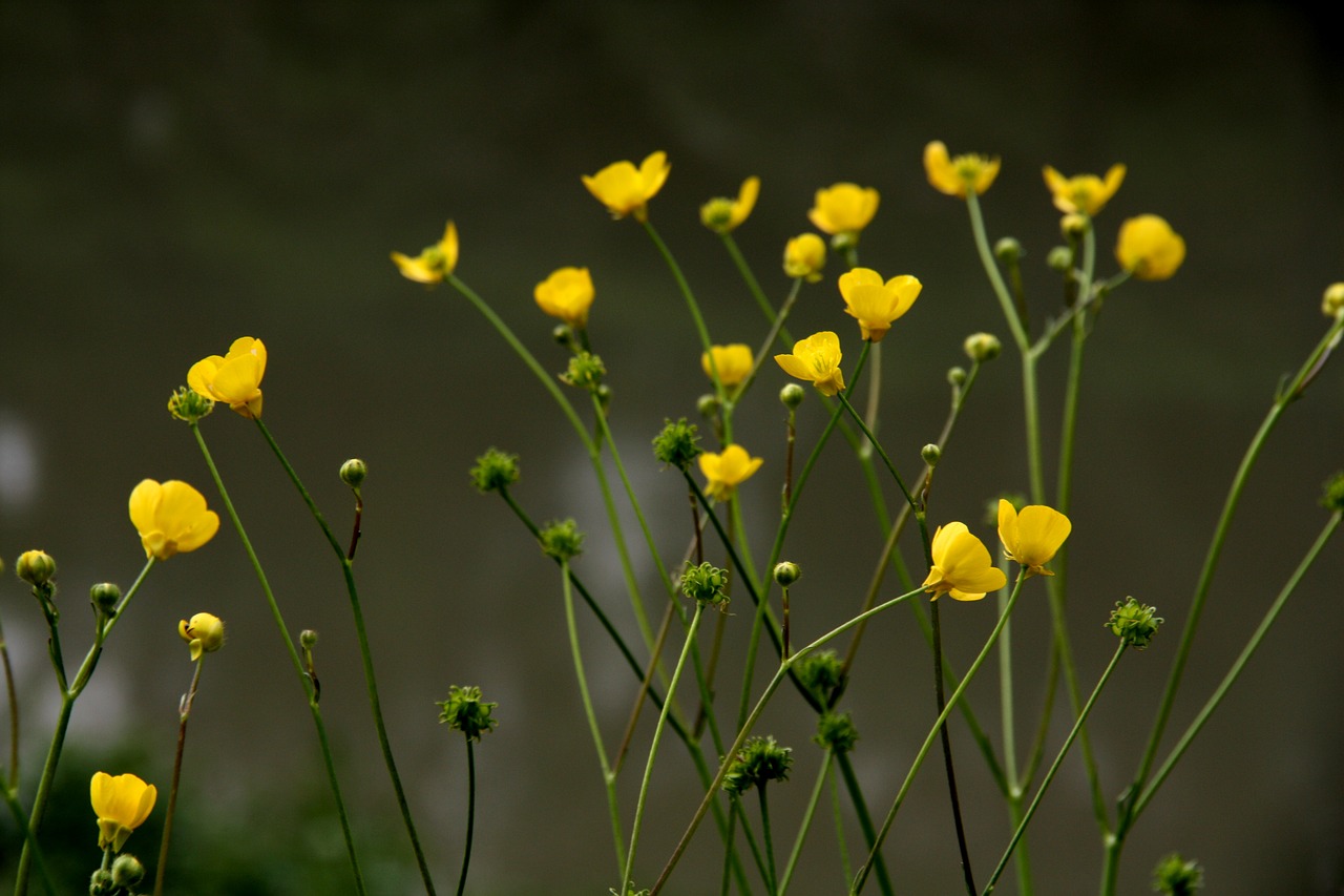 yellow yellow flower nature free photo