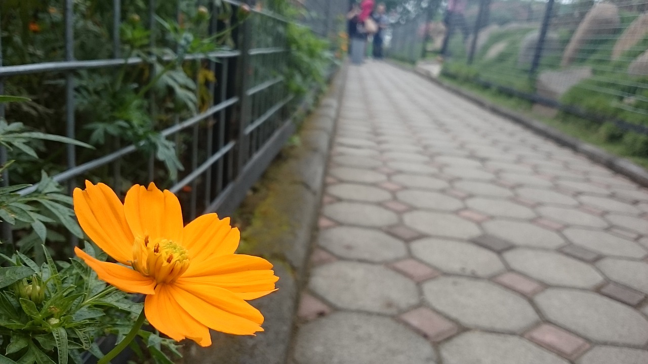 yellow flower street free photo