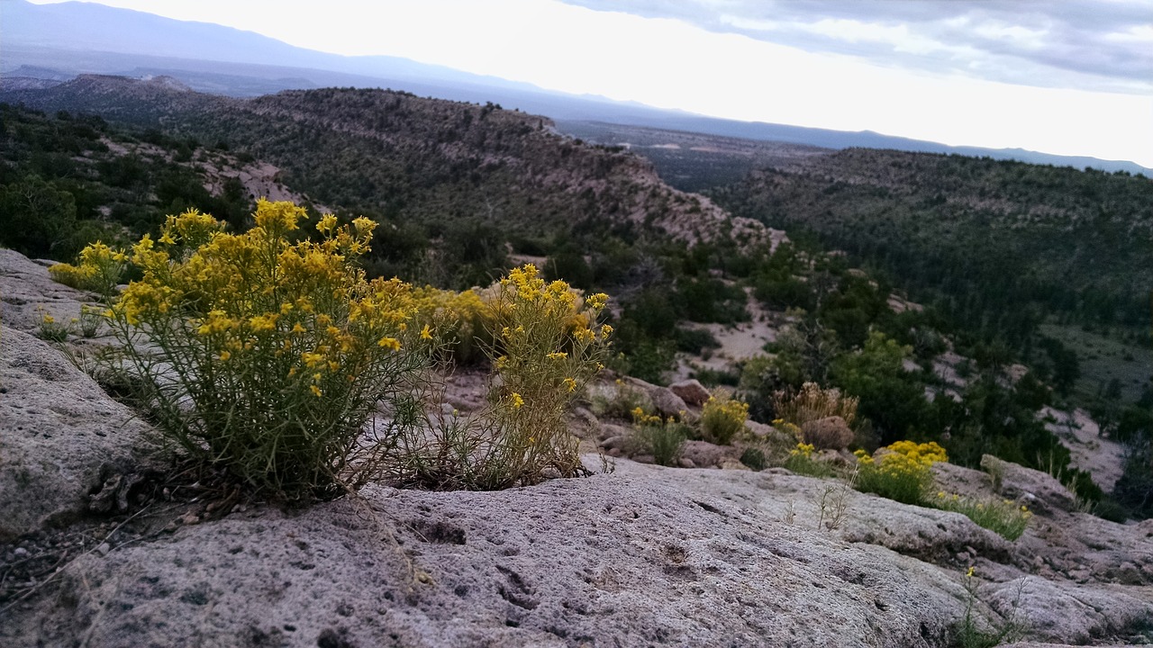 yellow flowers yellow flowers free photo