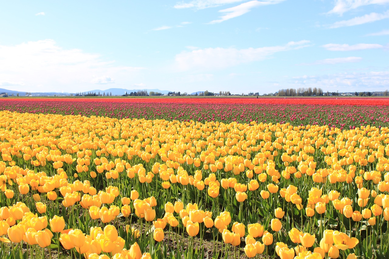 yellow tulips festival free photo