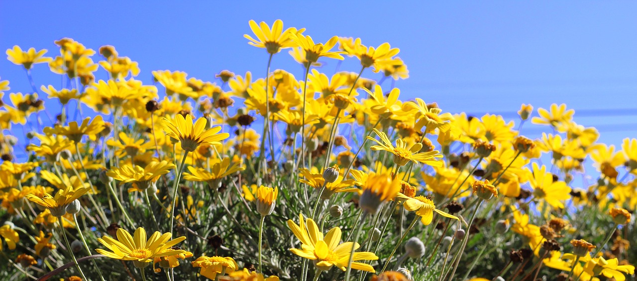 yellow daisy flower free photo