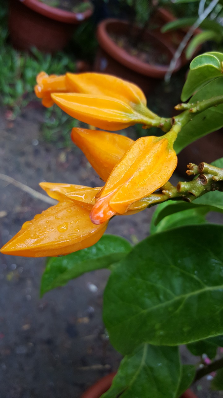 yellow flower color free photo