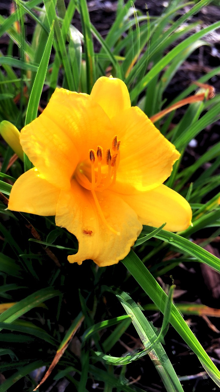 yellow flower botany free photo