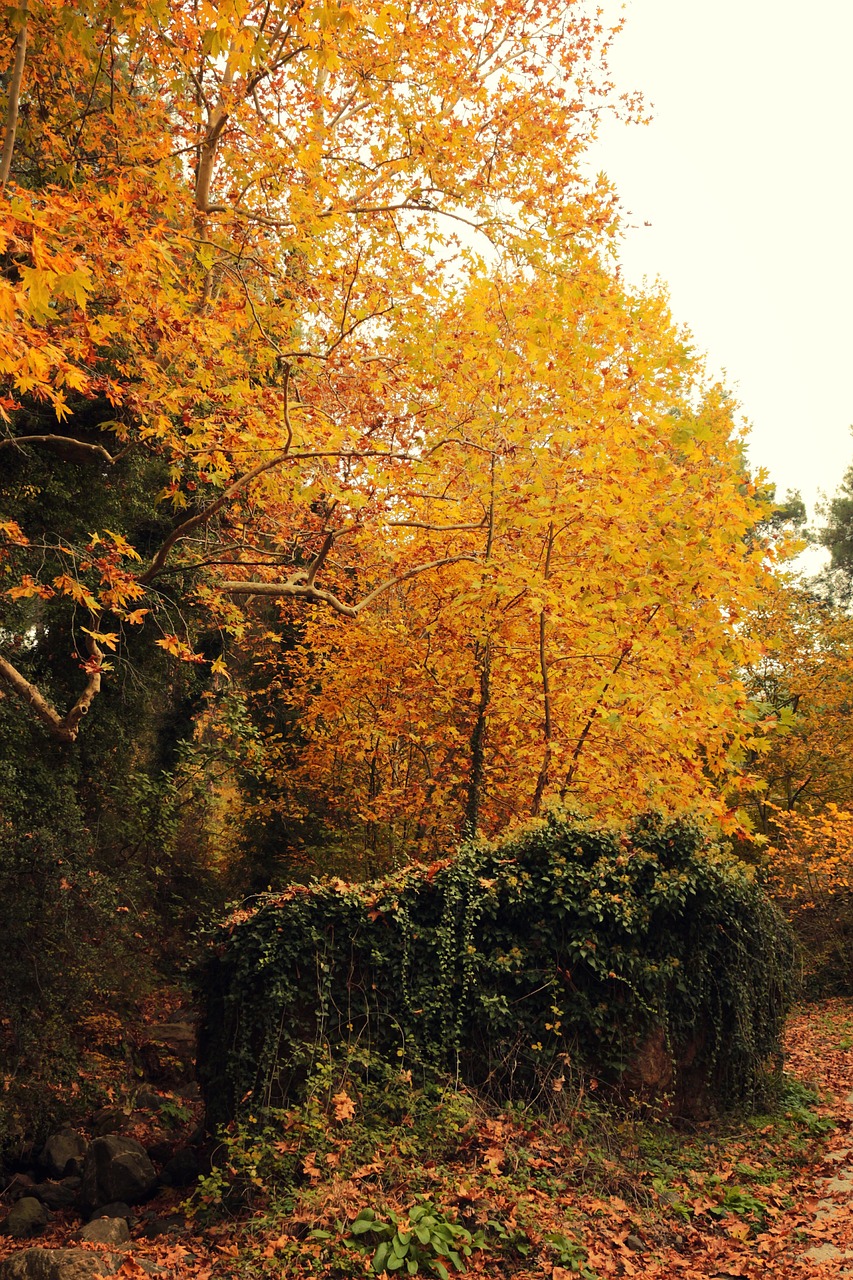 yellow autumn nature free photo