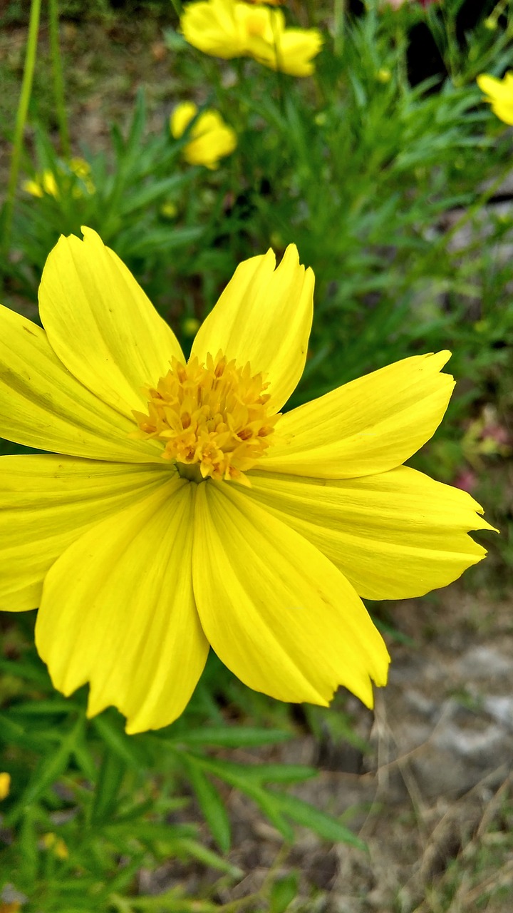 yellow green nature free photo