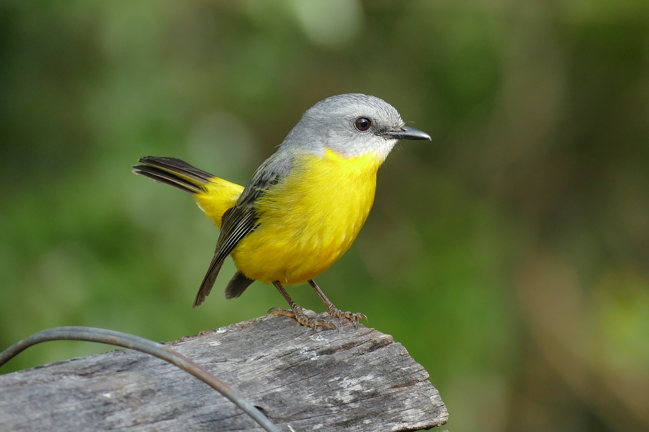 yellow breasted robin free photo