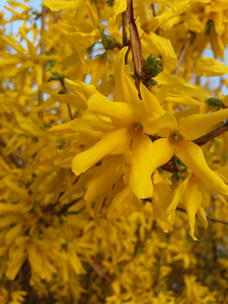 yellow kvіtka spring free photo