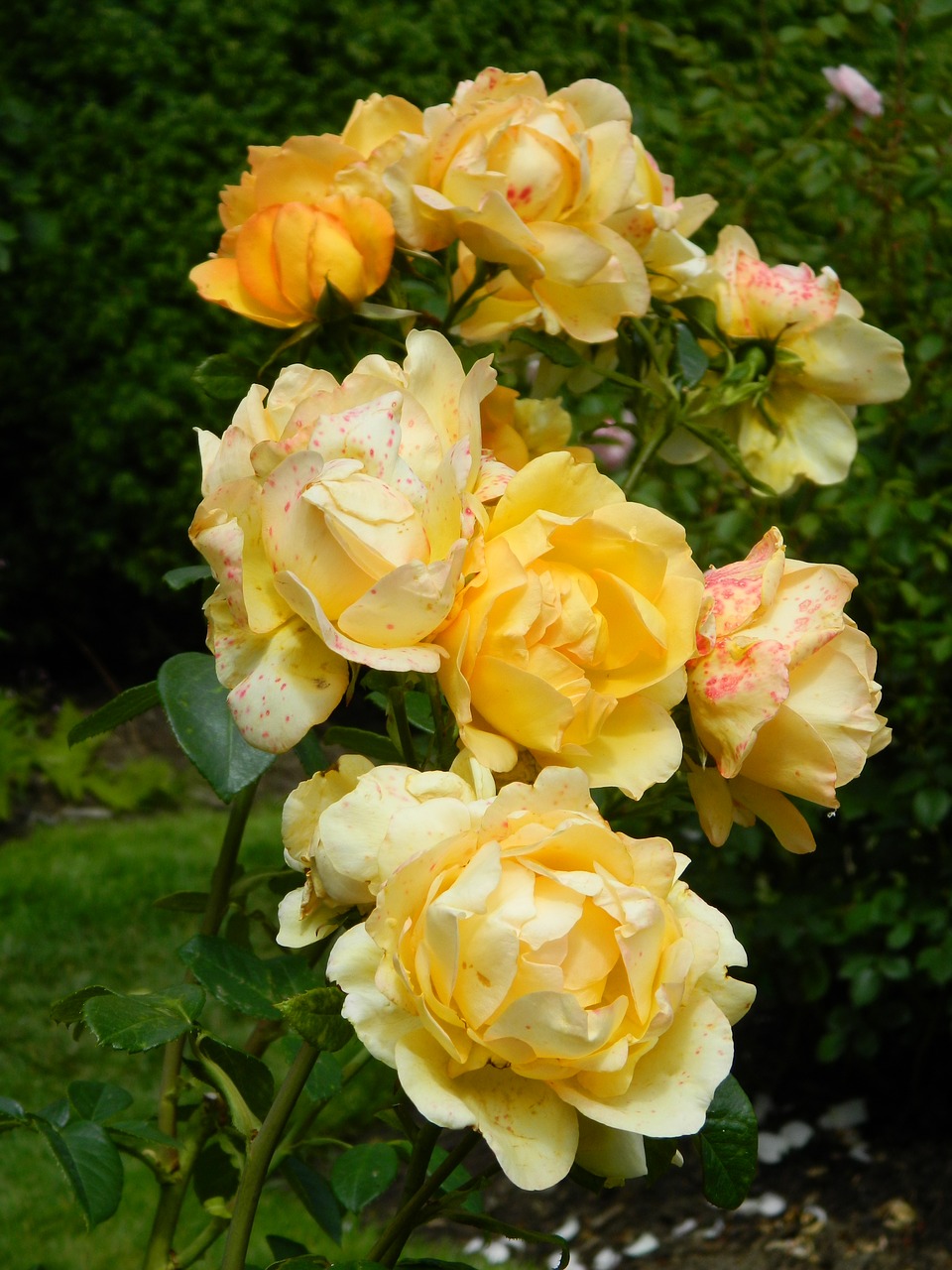 yellow rose flower free photo