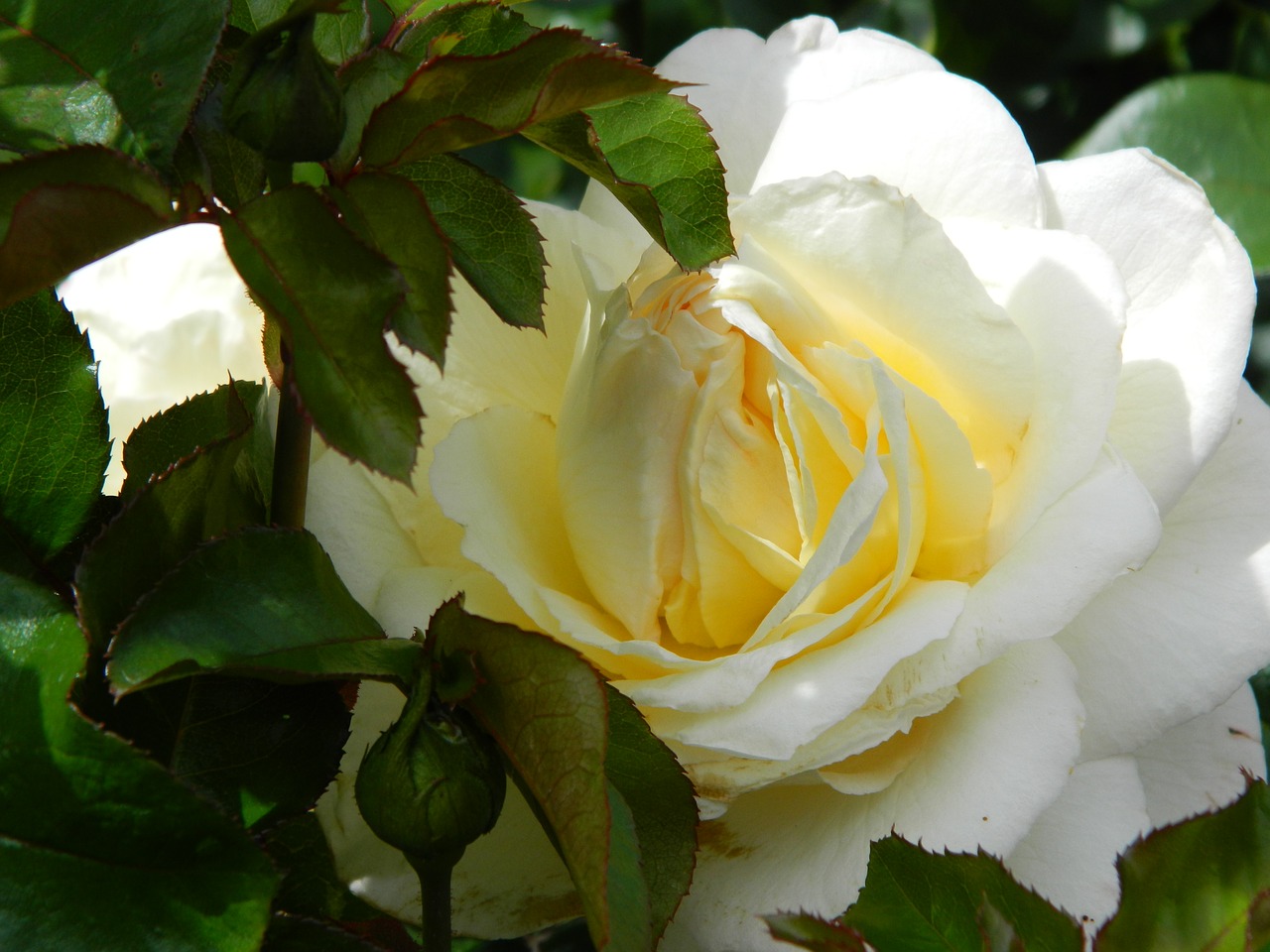 yellow rose flower free photo