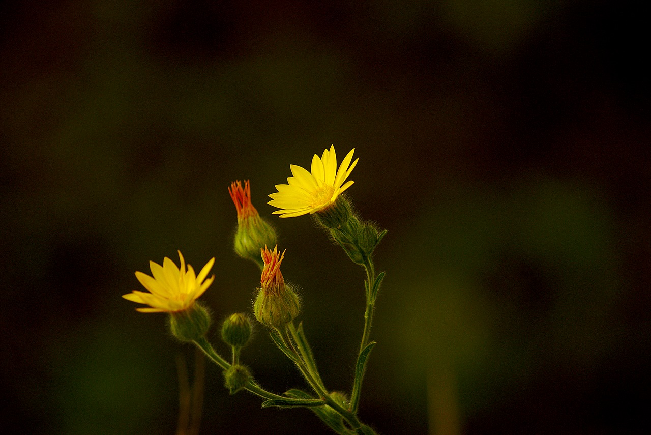 yellow flower dandelion free photo