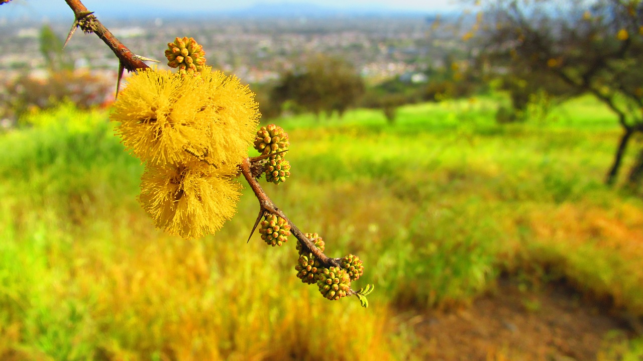 yellow nature pollen free photo