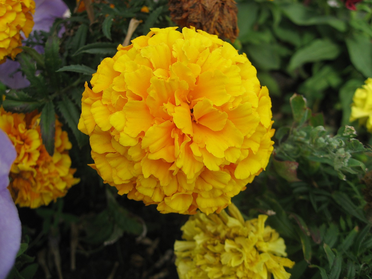 yellow flower blossom free photo