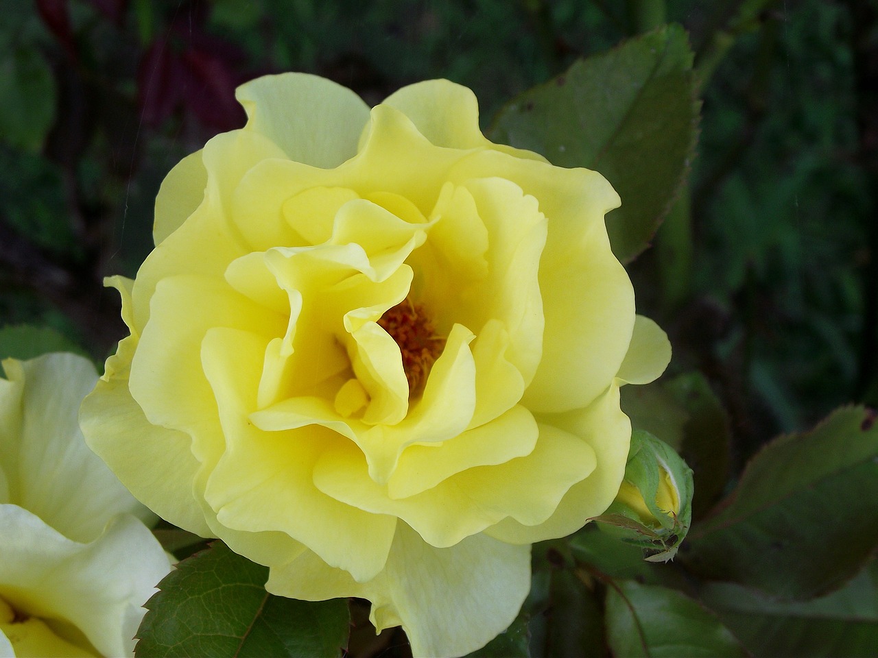 yellow flower rose free photo