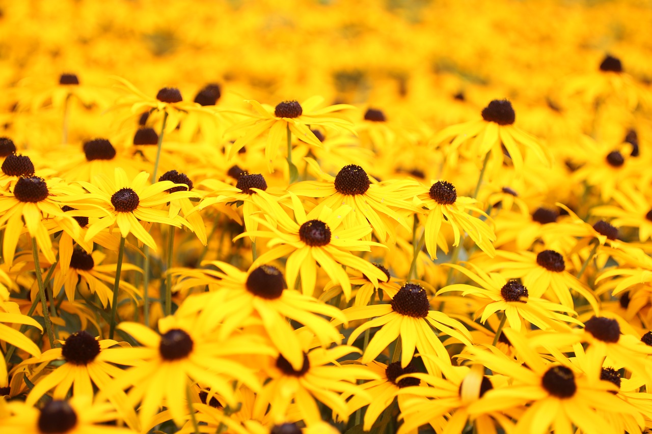 yellow margarets flowers free photo