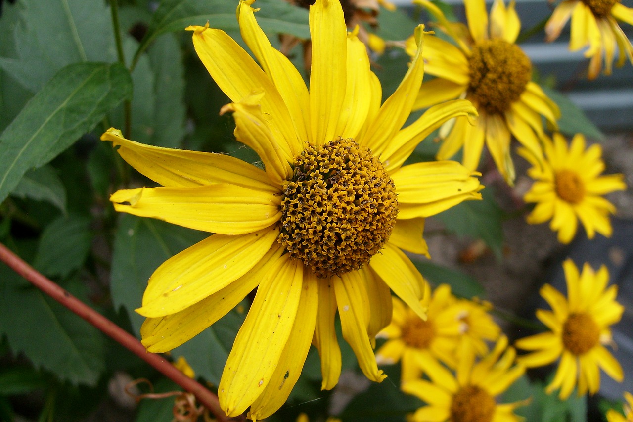 yellow flower nature free photo