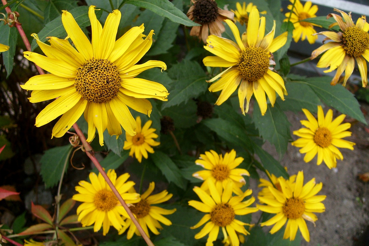 yellow flowers nature free photo