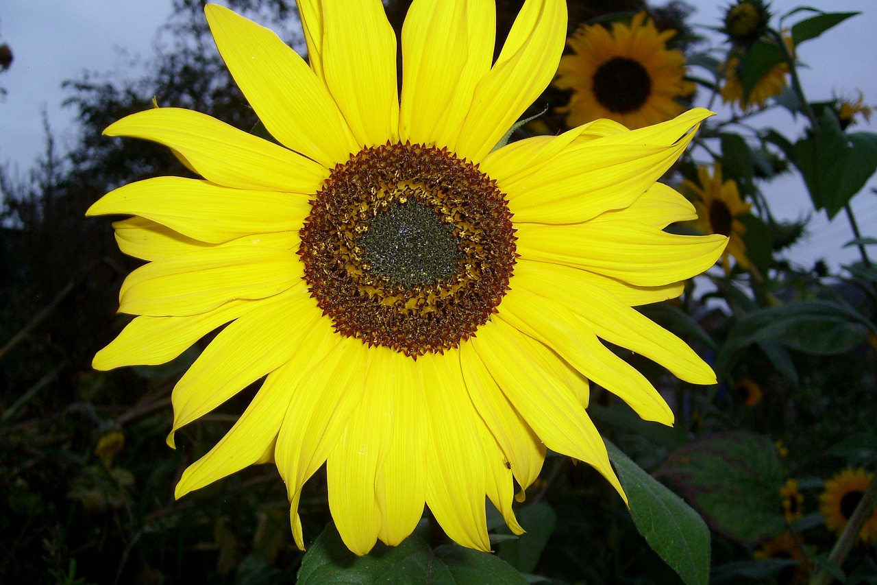 yellow sunflower petals flowering free photo