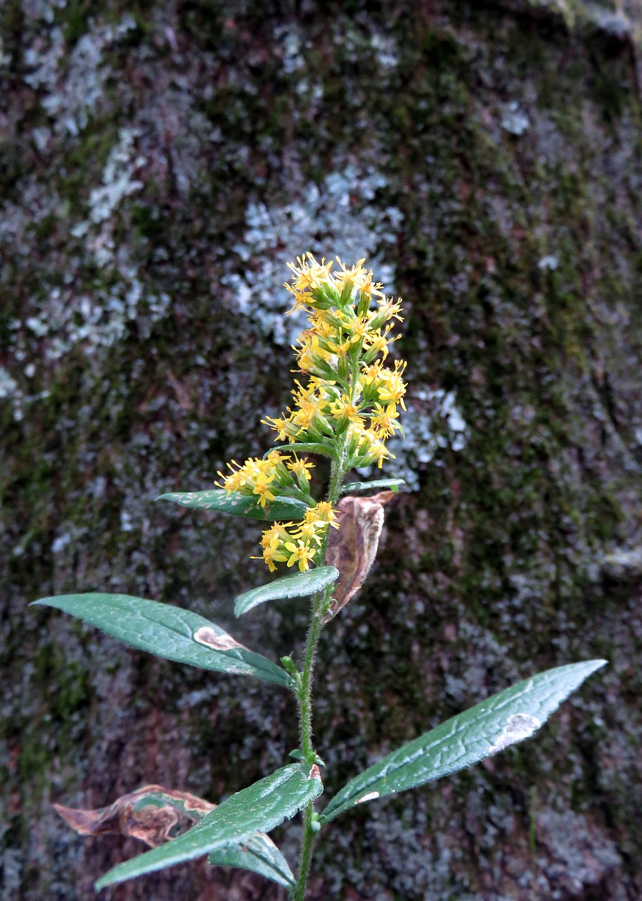 yellow flower bark free photo