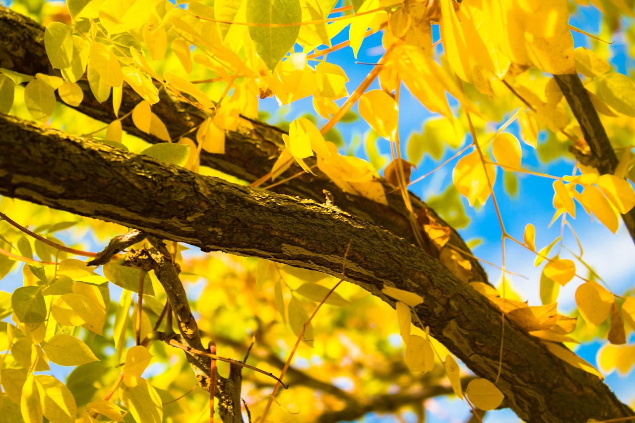 yellow fall autumn free photo