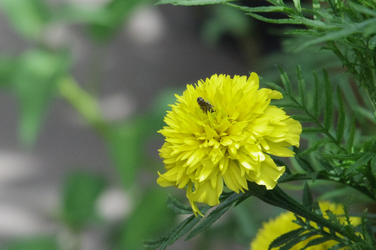 yellow flower nature free photo