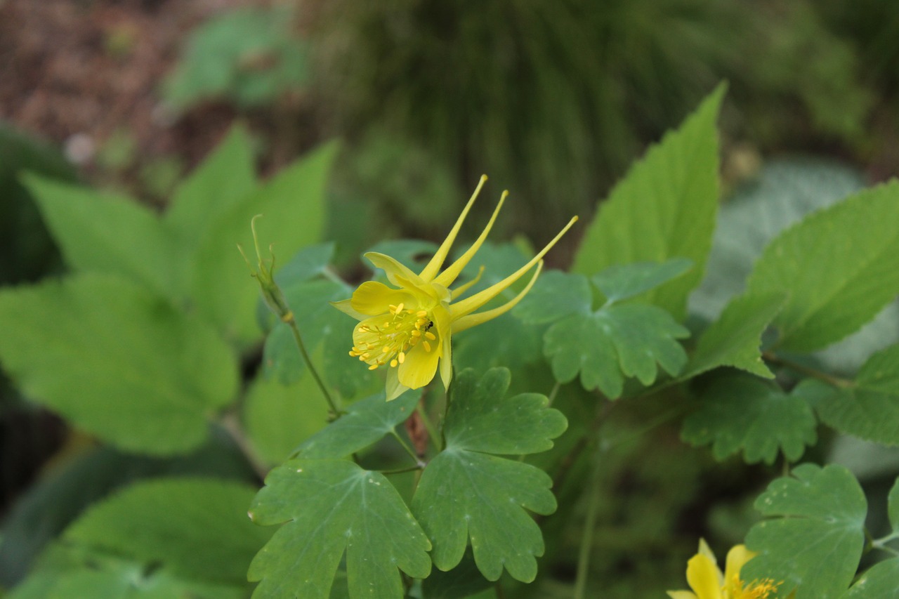 yellow yellow flower flower free photo