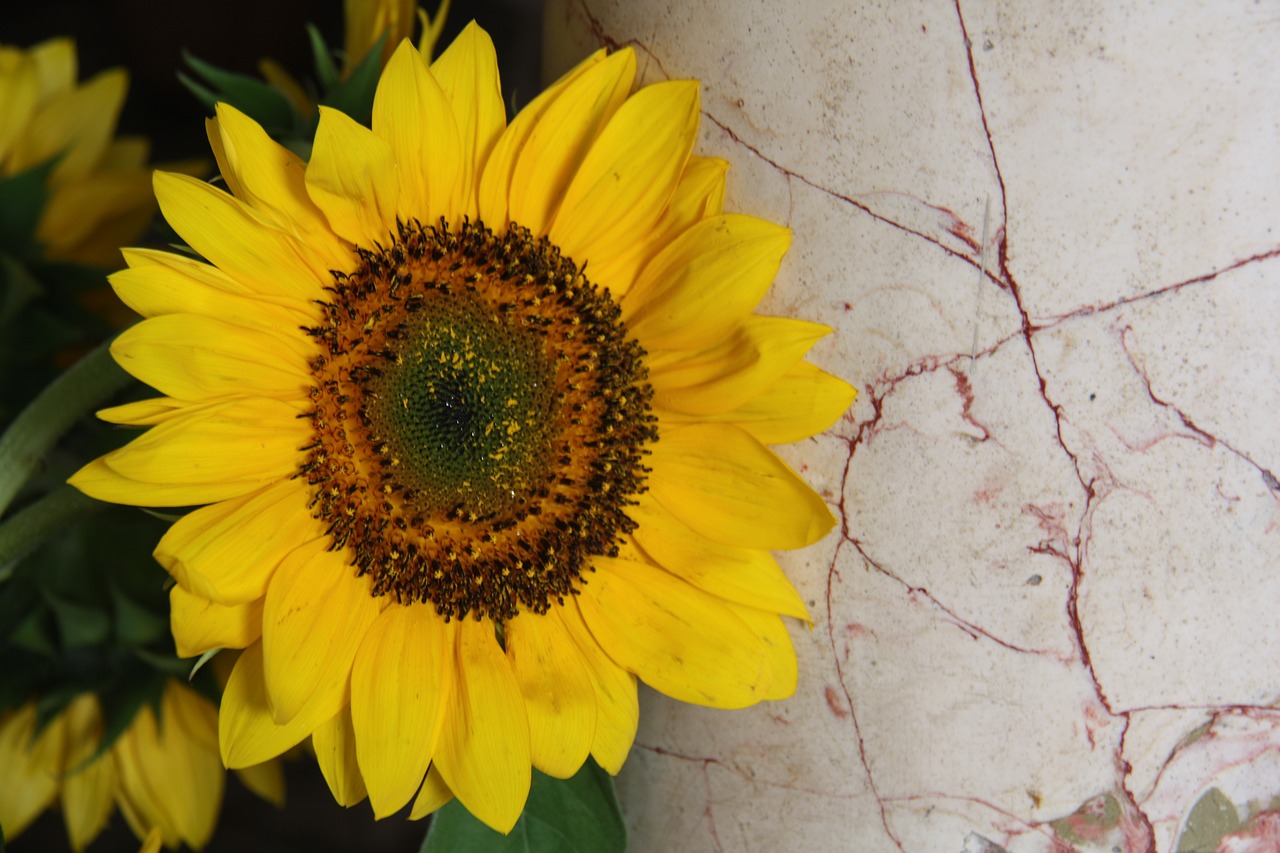 yellow sunflower plant free photo