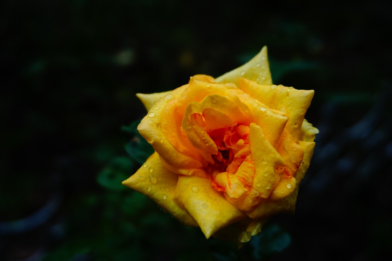 yellow flower plant free photo