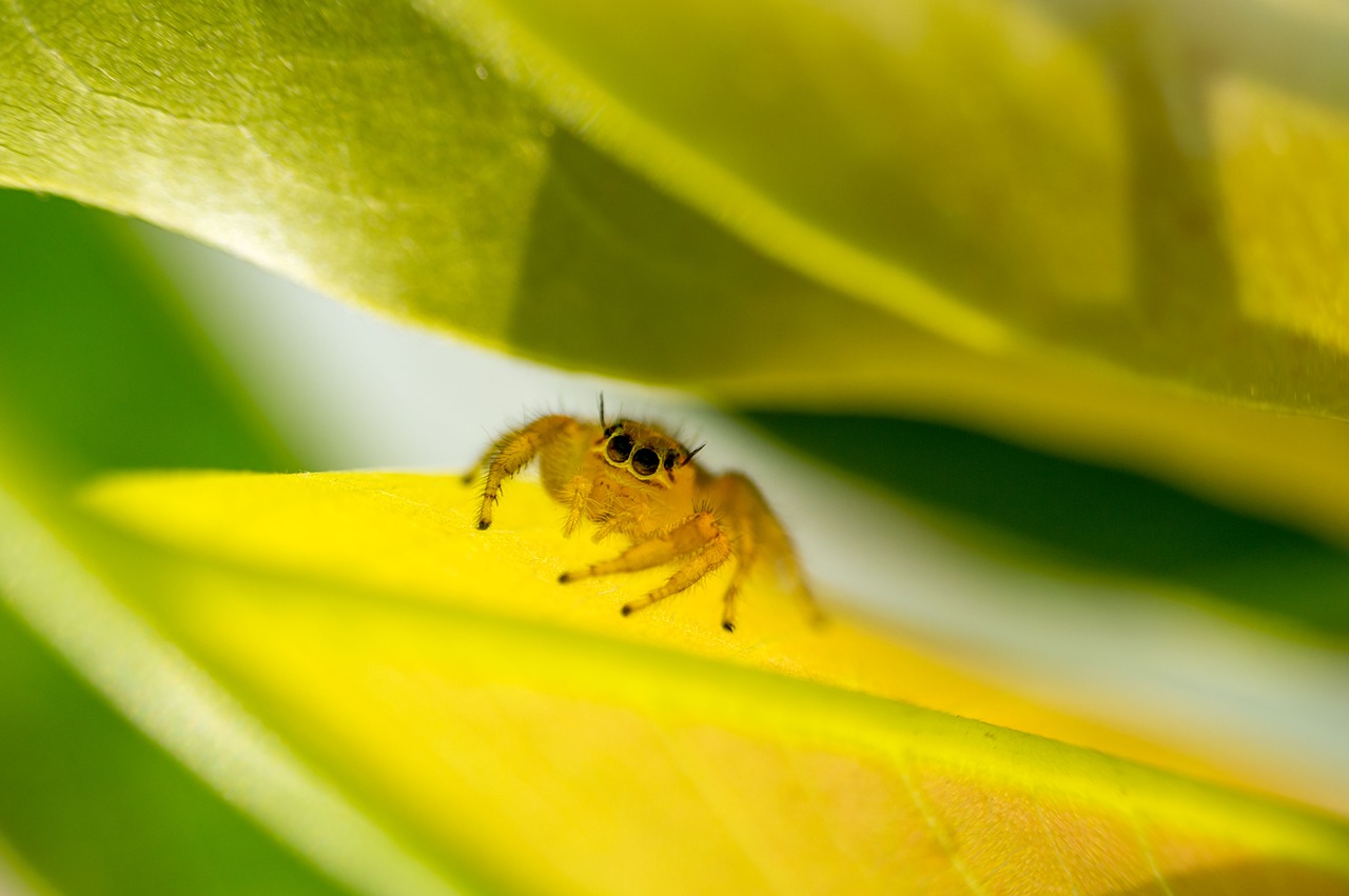 yellow spider nature free photo