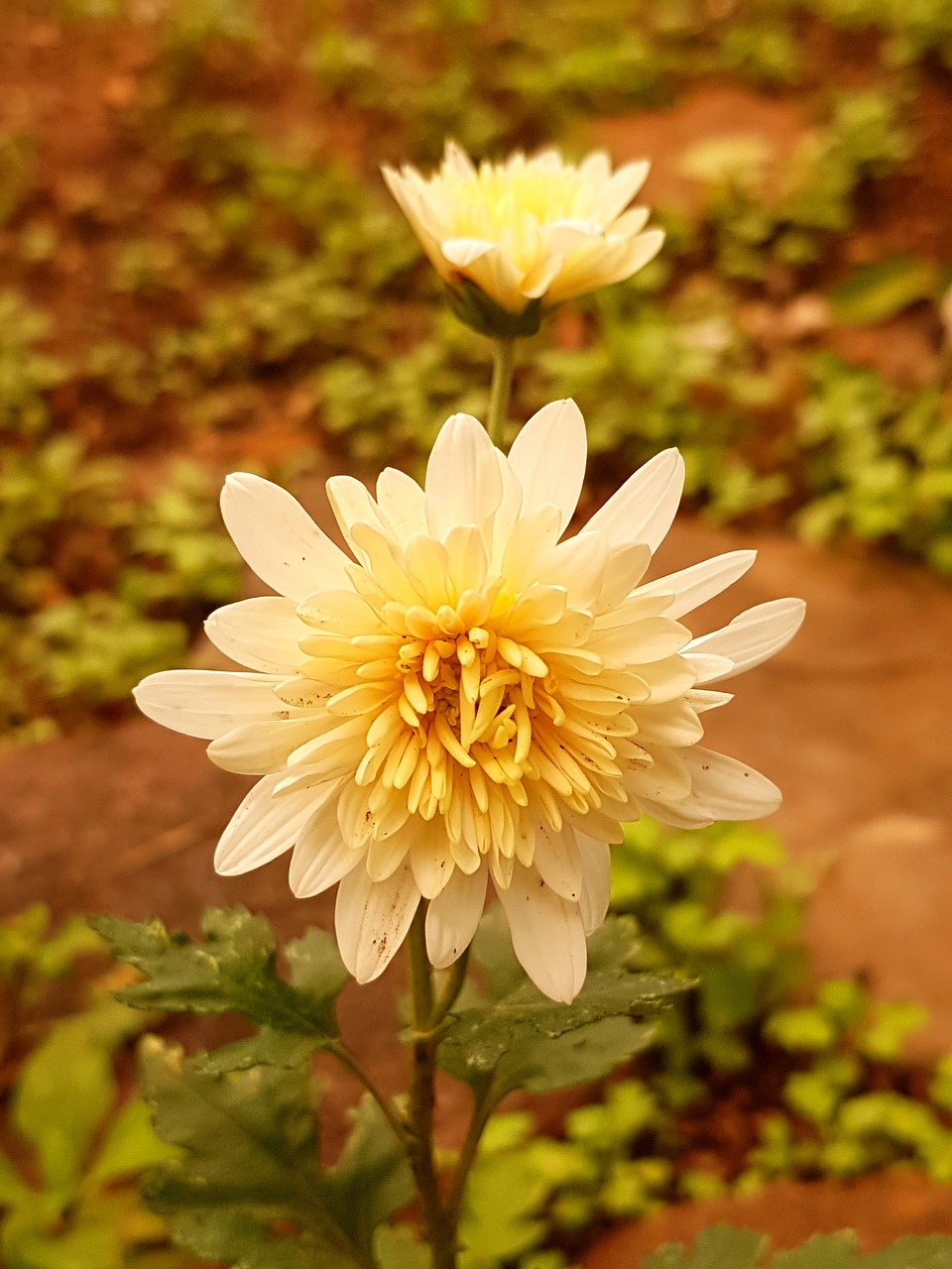 yellow flower beautiful free photo