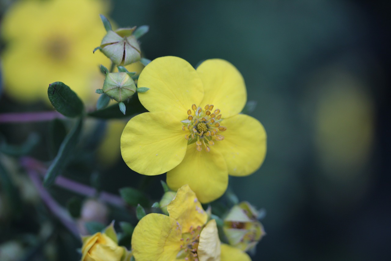 yellow flower plant free photo