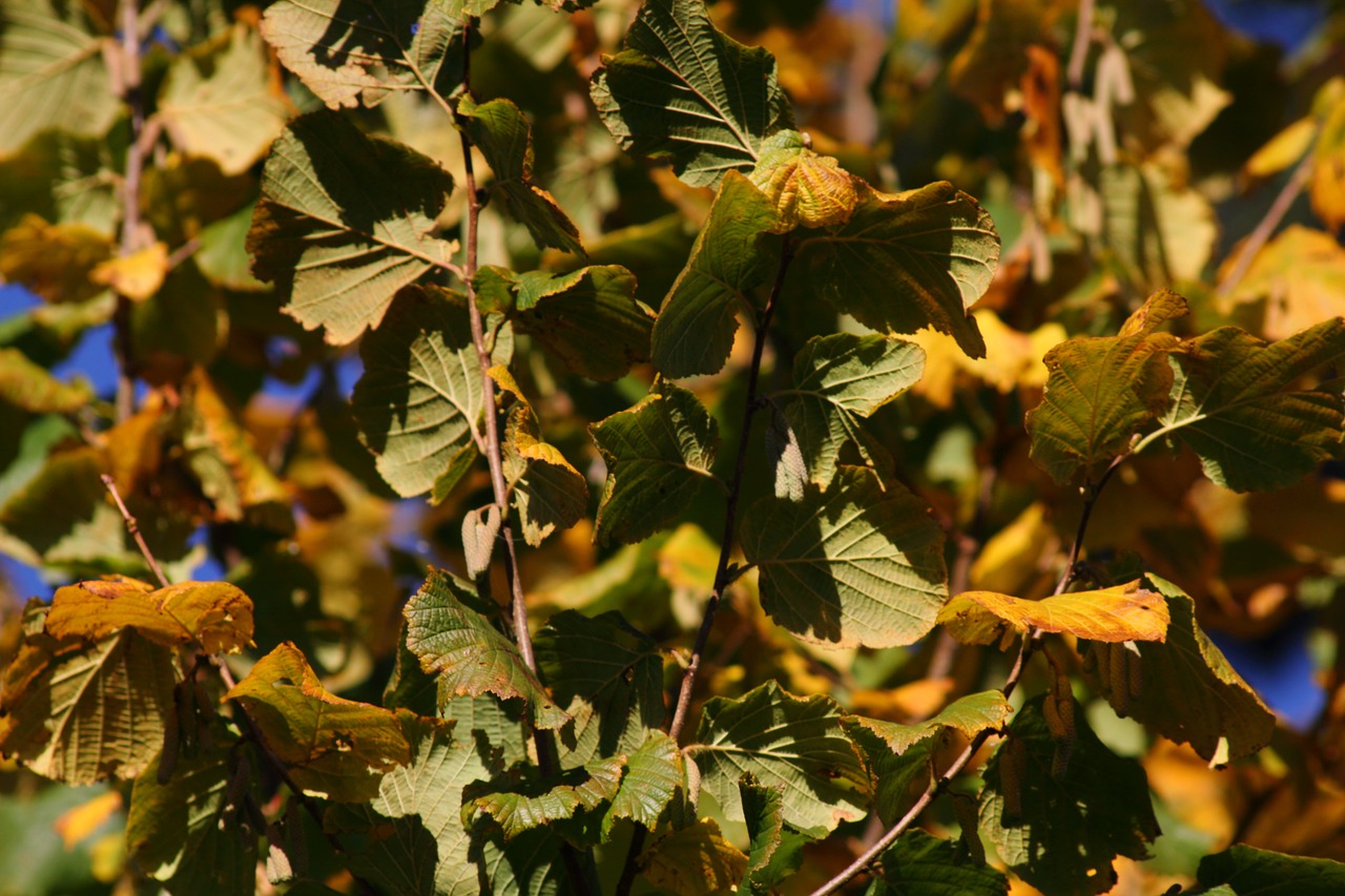 yellow leaves autumn free photo