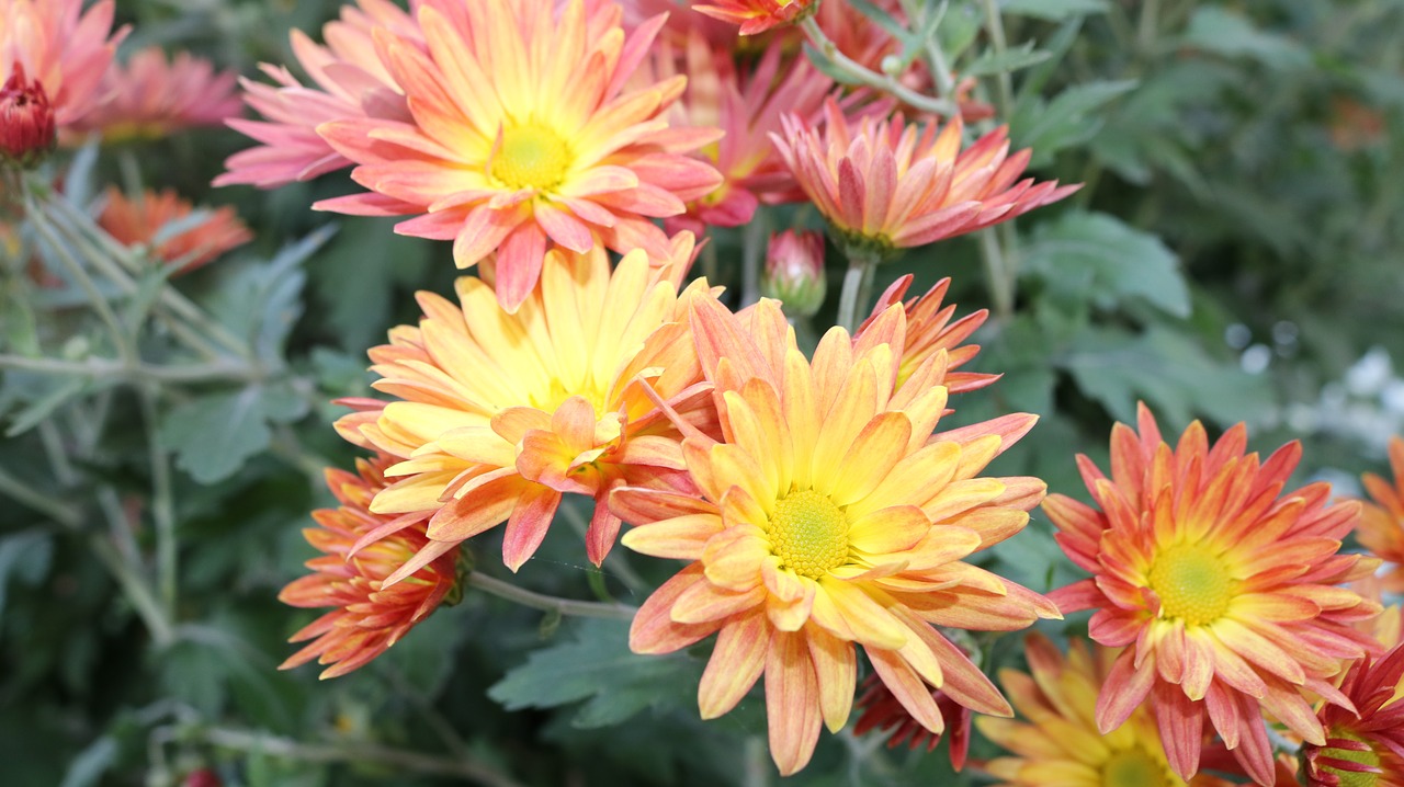 yellow flower chrysanthemum free photo