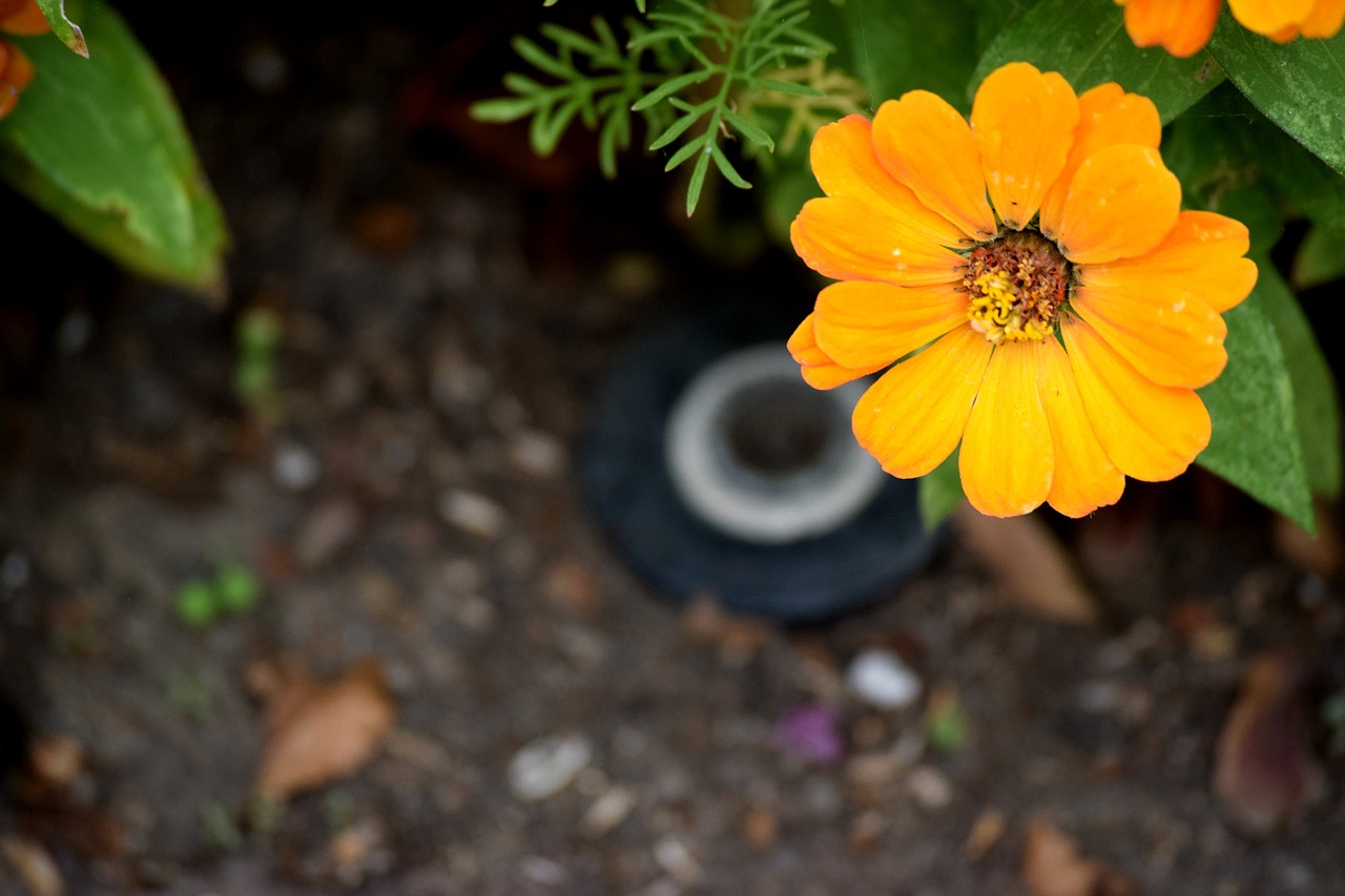 yellow flower zinnia free photo