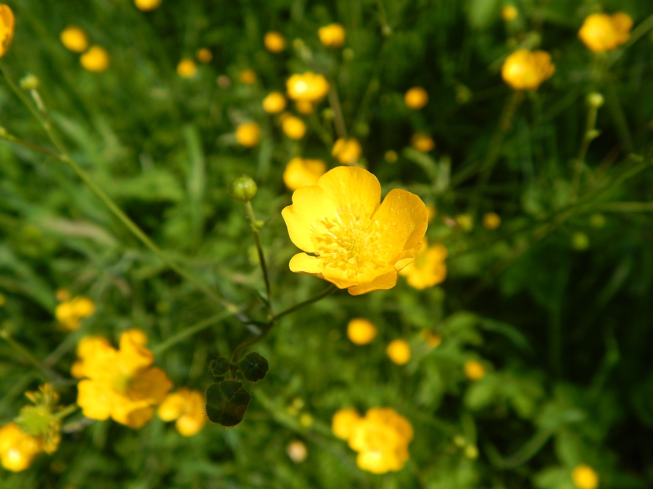 yellow flowers meadow free photo