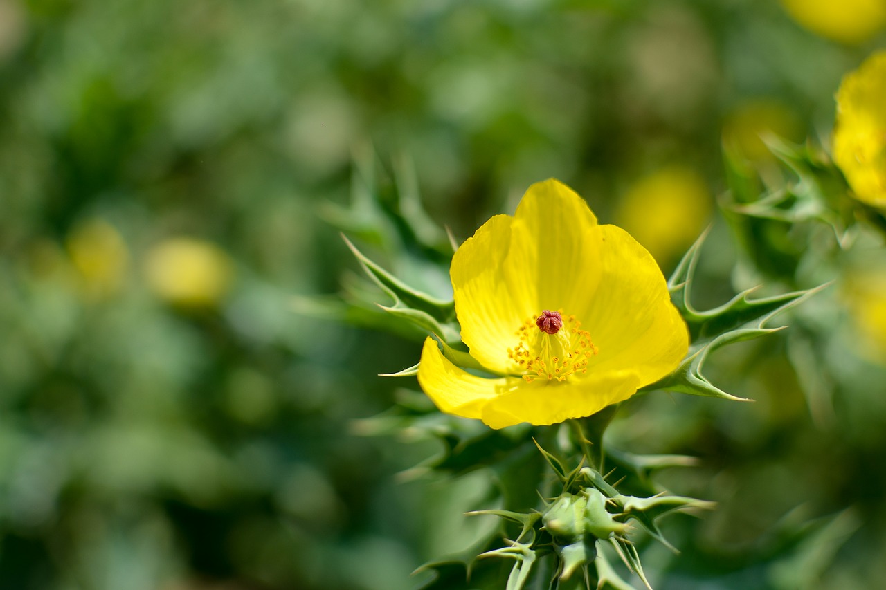 yellow flower picture free photo