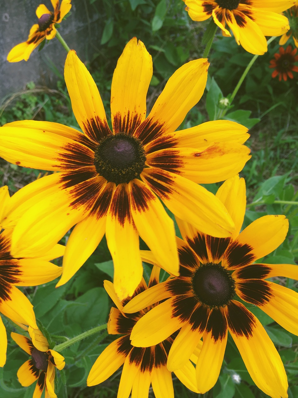 yellow flowers grass free photo