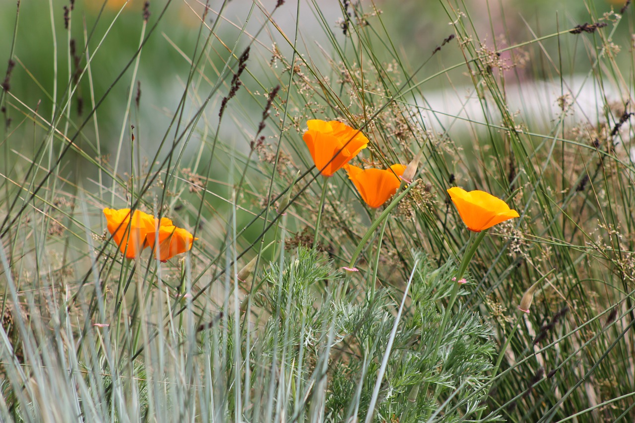 yellow orange flower free photo