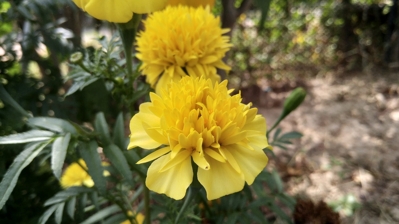 yellow flowers ornamental free photo