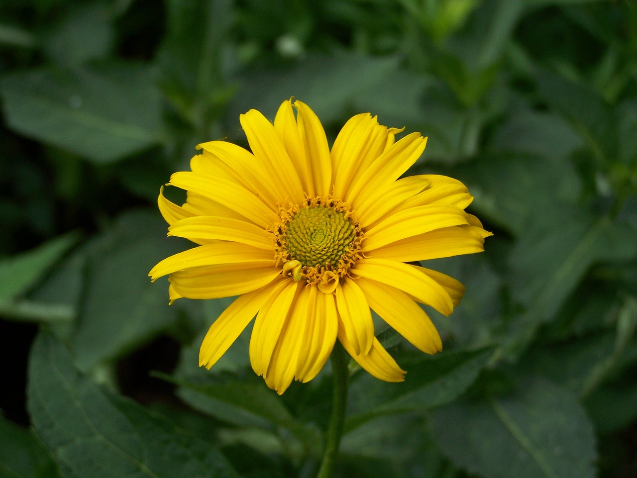 yellow flower nature free photo