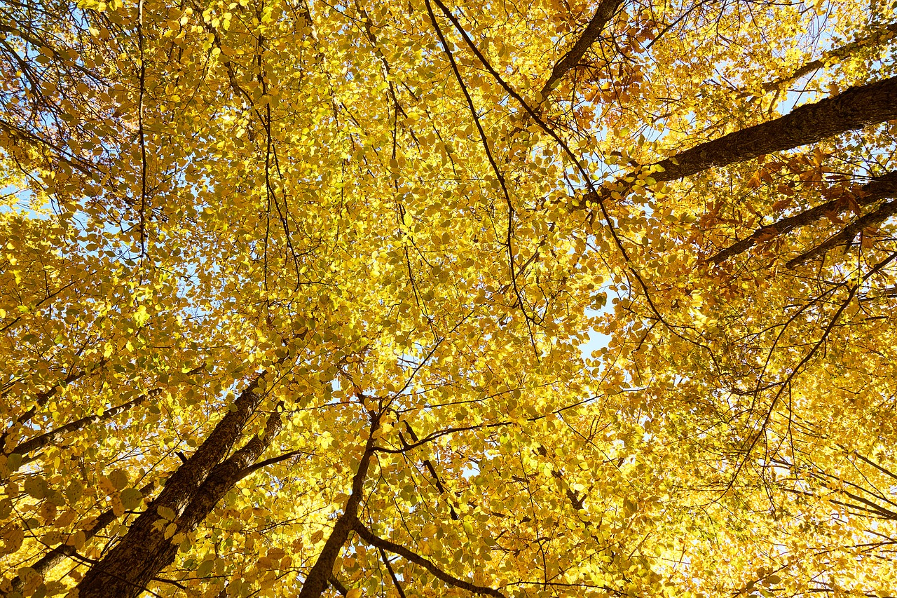 yellow autumn leaves free photo