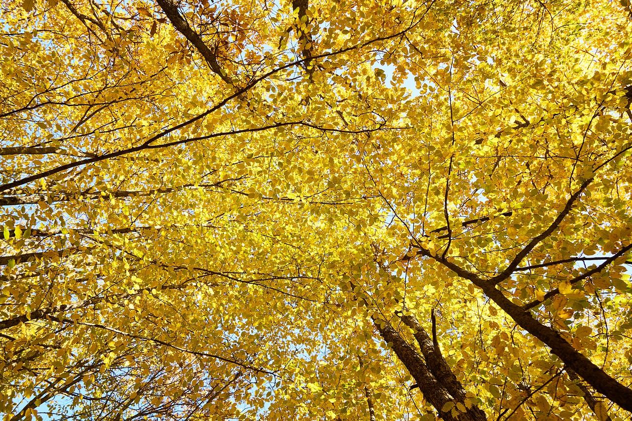 yellow autumn leaves free photo