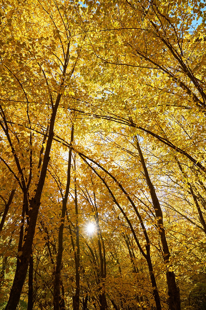 yellow autumn leaves free photo