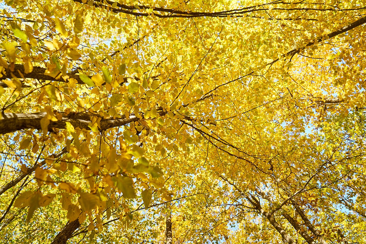 yellow autumn leaves free photo