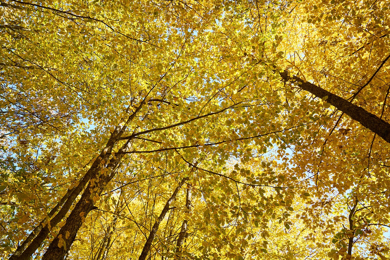 yellow autumn leaves free photo