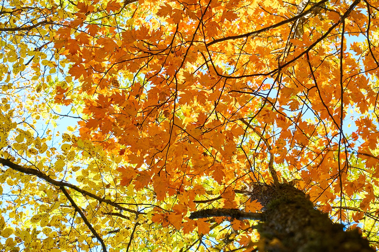 yellow autumn leaves free photo