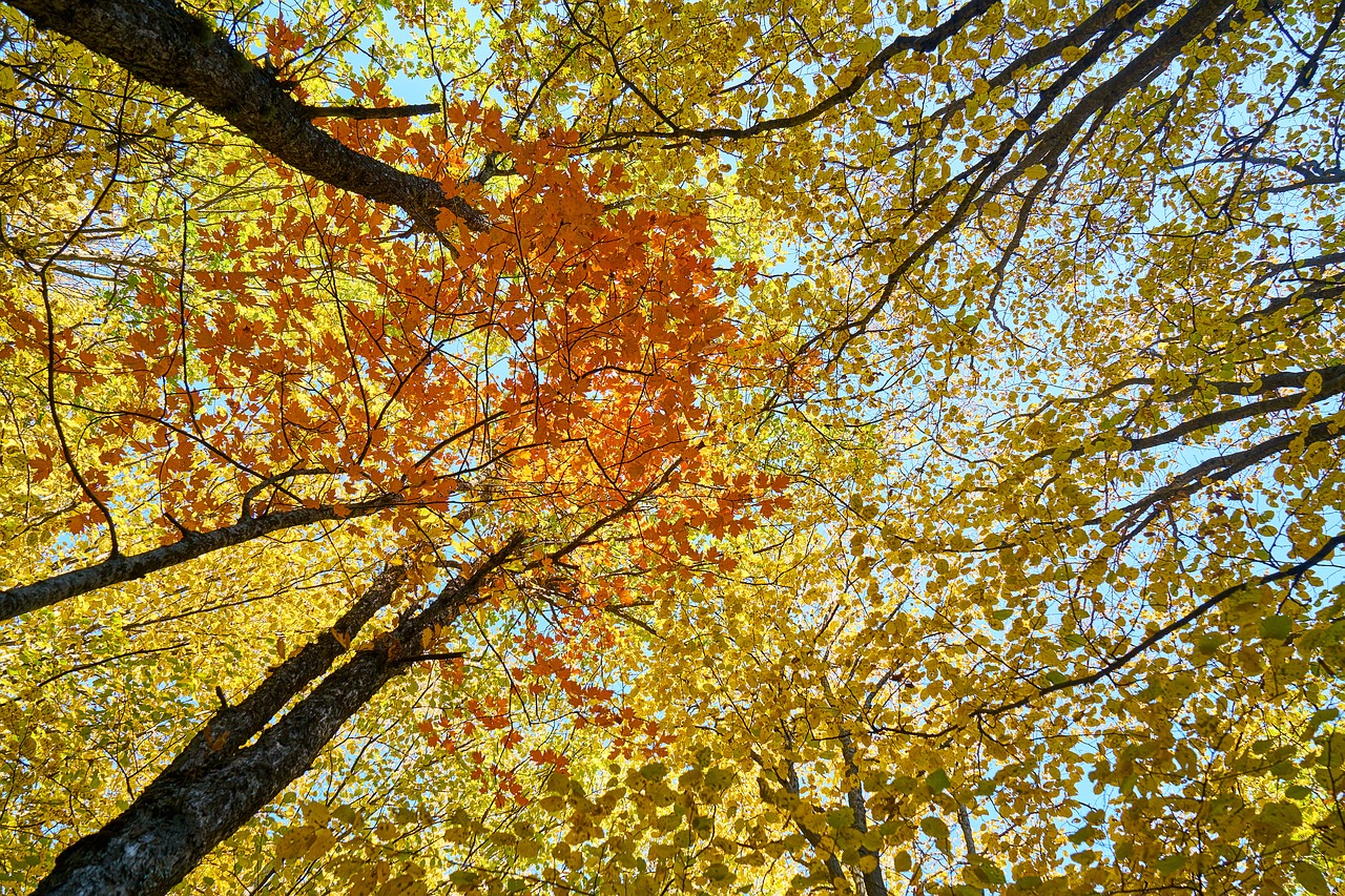 yellow autumn leaves free photo