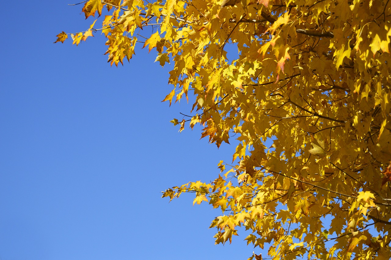 yellow tree orange free photo